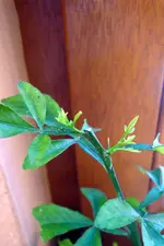 carizzosteckling.webp