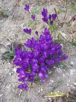 100_2756.webp