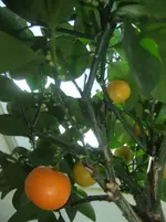 DSCF2530.webp