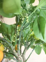 DSCF2540.webp