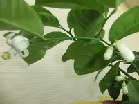 DSCF2535.webp