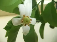 DSCF2536.webp