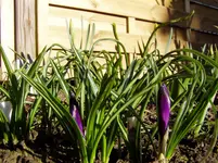 Garten 2011 03 23 002.webp