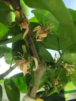 DSCF2532.webp