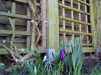Garten 2011 03 23 006.webp