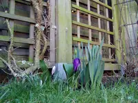 Garten 2011 03 23 007.webp