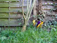 Garten 2011 03 23 008.webp