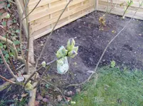 Garten 2011 03 23 010.webp
