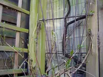 Garten 2011 03 23 011.webp