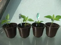 DSCF2544.webp