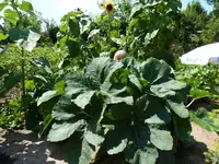 P1020128.webp