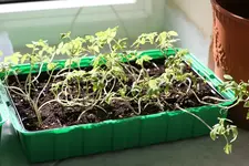 garten2.webp