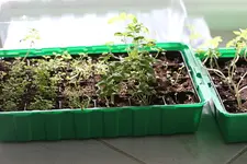 garten3.webp