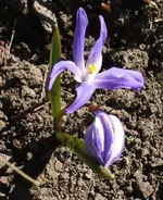 Frühlingsblüher.webp