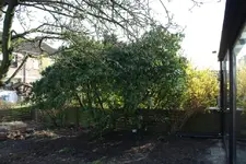 rhododendron.webp