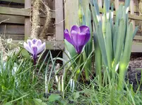 Krokusse 2011 03 23 001.webp