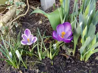 Krokusse 2011 03 23 002.webp