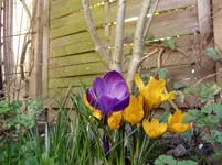 Krokusse 2011 03 23 003.webp