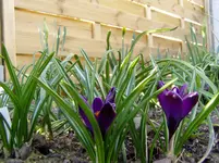 Krokusse 2011 03 23 005.webp
