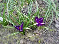 Krokusse 2011 03 23 006.webp