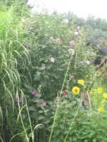 bluehender teich.webp