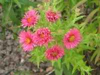 blume pink.webp