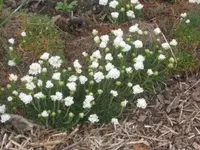 Blumen Gras.webp