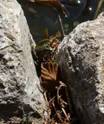 Frosch.webp