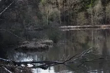 Wolfsee.webp
