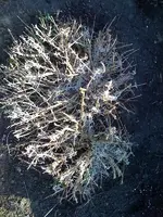 Lavendel.webp