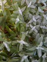 Ungewiss1.webp