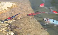 Shubis Bitterling Rotfeder_klein.webp