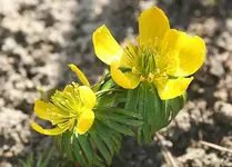 Winterlinge_klein.webp