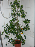 CIMG3828.webp