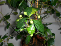 CIMG3830.webp