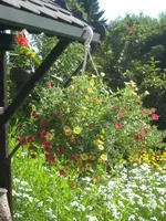 blumenampel.webp