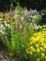 blumenmeer.webp