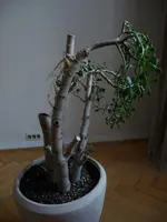 P1010830.webp