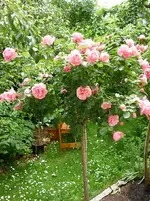 P1000013(1).webp