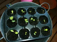 Salat24032011.webp