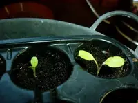 Salat24032011-1.webp