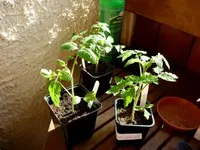 Tangella_Tomatoberry_24032011.webp