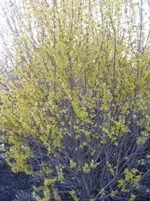 IMG_4145.webp