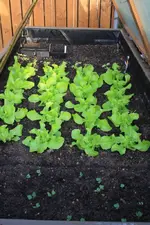 25.03 (2) Hochbeet.webp