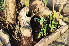 25.03 (4) Hosta.webp