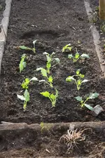 25.03 (7) Kohlrabi.webp
