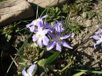Schneestolz.webp