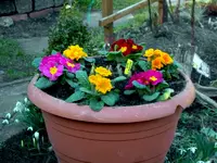 SDC13145.webp