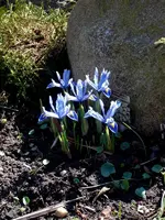 SDC13142.webp