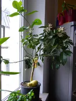 P1020607.webp